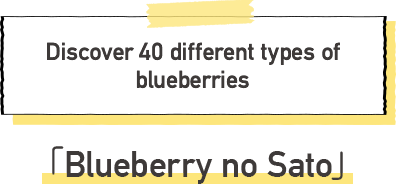 Blueberry no Sato Discover 40 different types of blueberries